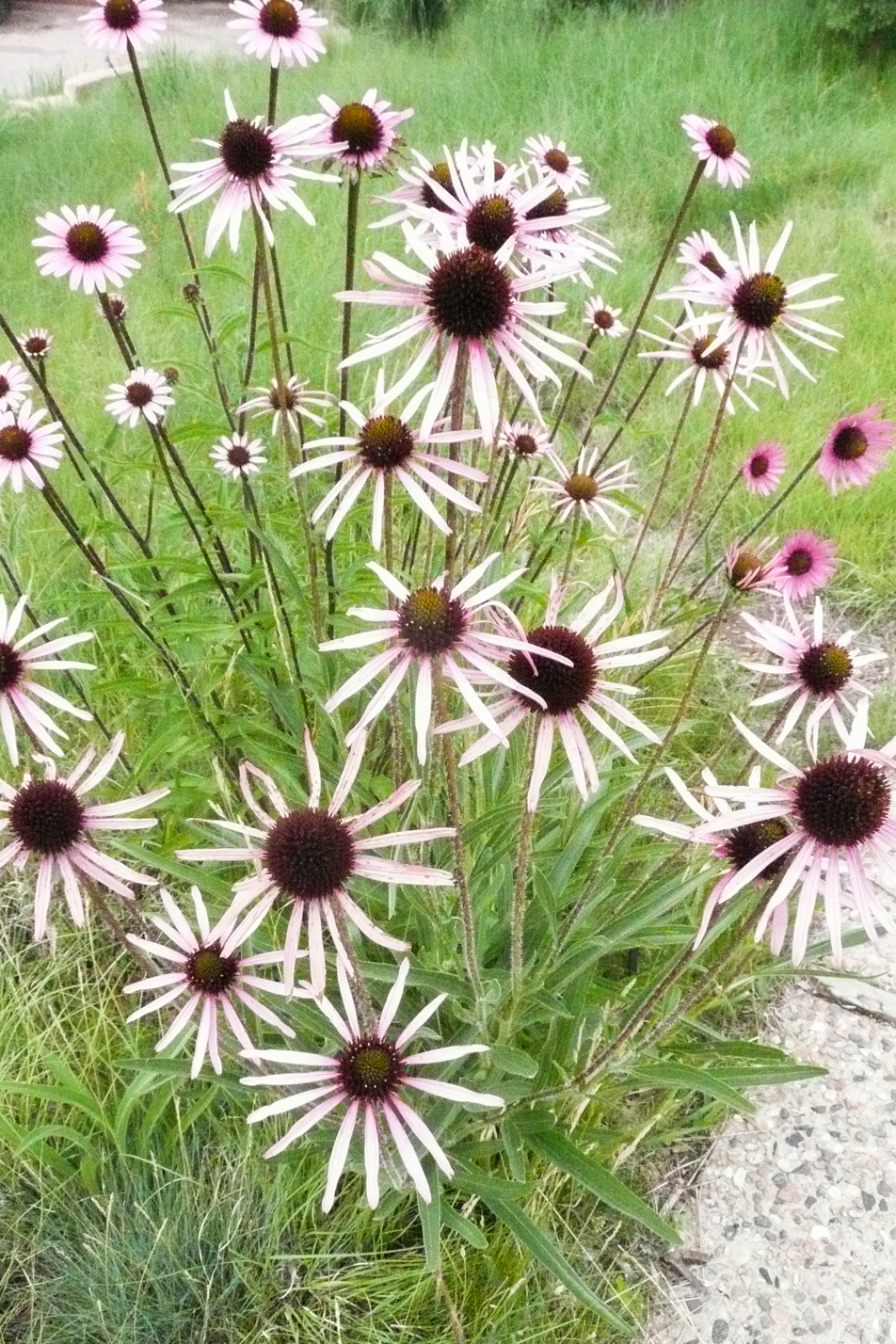 Tennessee Purple Coneflower